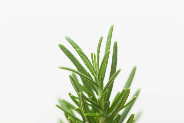 Rosemary Tree in plant pot on white background - Фото, изображение