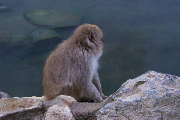 Japanilainen lumiapina Macaque kuumana keväänä Onsen Jigokudan apina Park, Nakano, Japani. - Valokuva, kuva