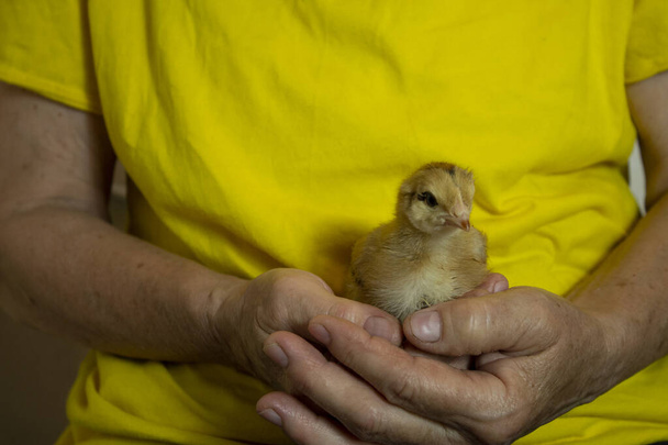 μη εστιασμένο κίτρινο μικρό κοτόπουλο στα χέρια ενός άντρα - Φωτογραφία, εικόνα