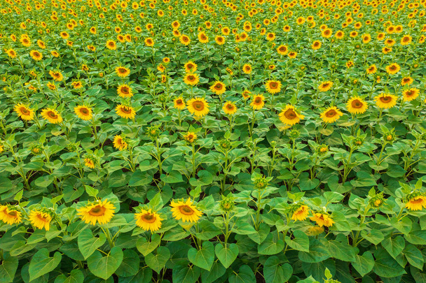 Luftaufnahme von kultivierten blühenden Sonnenblumenfeldern auf dem Land. - Foto, Bild
