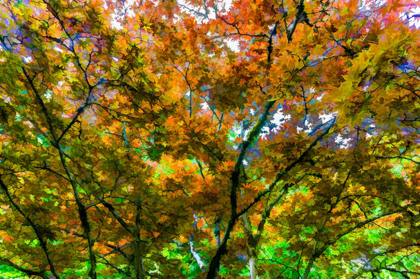 ワシントン州シアトルの庭にオレンジの葉を持つ木. - 写真・画像