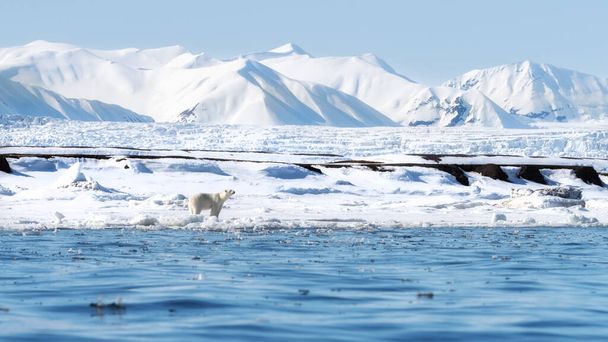 Adult female polar bear walks along the fast ice in Svalbard, a Norwegian archipelago between mainland Norway and the North Pole. There are snow covered mountaion and a glacier in the background. - Photo, Image