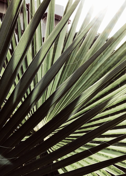 Foglie di palma, tropicale, esotico, foglia verde, sole, luce del sole, ora legale, natura. - Foto, immagini