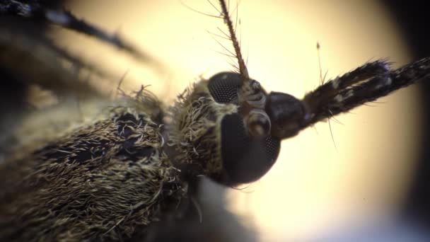 Mosquito com um nariz longo e corpo coberto por pouco cabelo é filmado de cima em macro - Filmagem, Vídeo