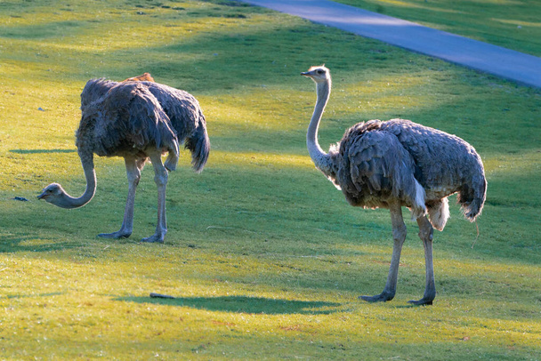 Zwei Exemplare des Straußes Struthio camelus, die an einem sonnigen Tag auf einem Gras spazieren gehen. Großer flugunfähiger Vogel mit langem Hals und in bestimmten großen Gebieten Afrikas beheimatet. - Foto, Bild