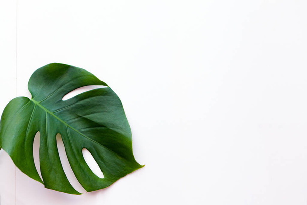 Groot groen Monstera blad voor bloemstuk. Populaire bloemist keuze met behulp van exotische jungle plantenblad - Foto, afbeelding