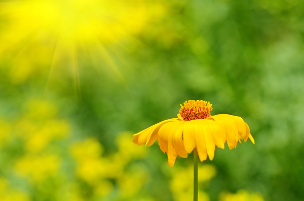 Yellow wildflower bloom in the garden - Foto, afbeelding