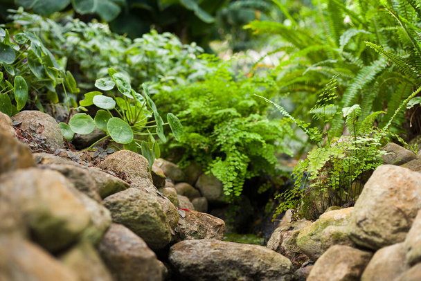 Крупним планом зелена трава і листя в невеликій річці чистої води за скелями
 - Фото, зображення