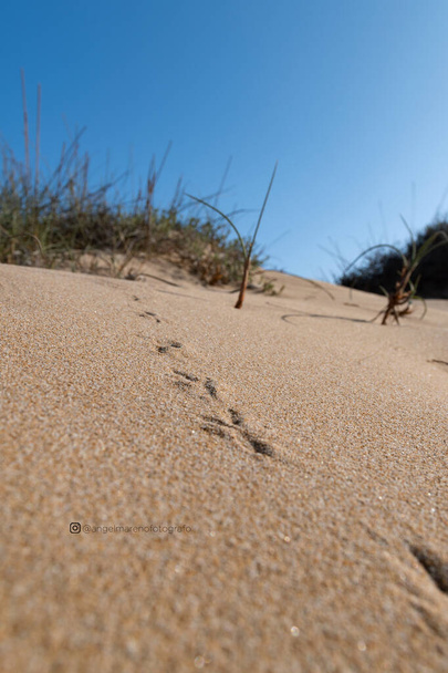 jalanjälkiä hiekassa rannalla - Valokuva, kuva