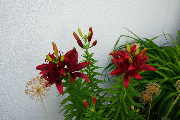 Asijské Lilium x hybridum "Black Out" kvete v červnu na zahradě. Lilium, pravá šeřík, je rod bylinných kvetoucích rostlin vyrůstajících z cibulí, všechny s velkými výraznými květy. Berlín, Německo   - Fotografie, Obrázek