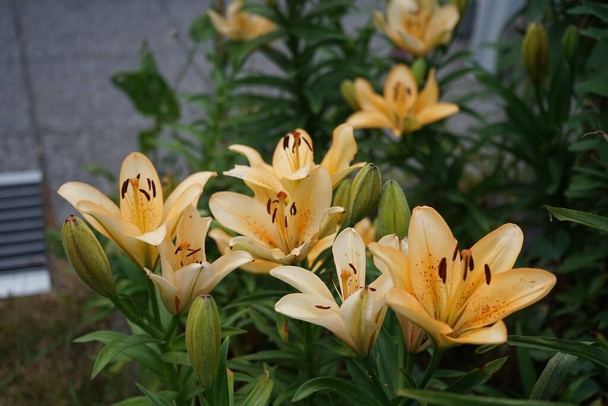 Lilium asijské ve světle žlutých a oranžových tónech kvete v červnu na zahradě. Lilium, pravé lilie, je rod bylinných kvetoucích rostlin vyrůstajících z cibulí, všechny s velkými výraznými květy. Berlín, Německo  - Fotografie, Obrázek