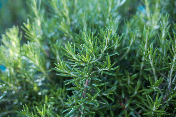 Culinary aromatic herb on a blurred background. Rosemary camphor wild plant. Rosmarin (Rosmarinus officinalis) aromatic herb  - Photo, image