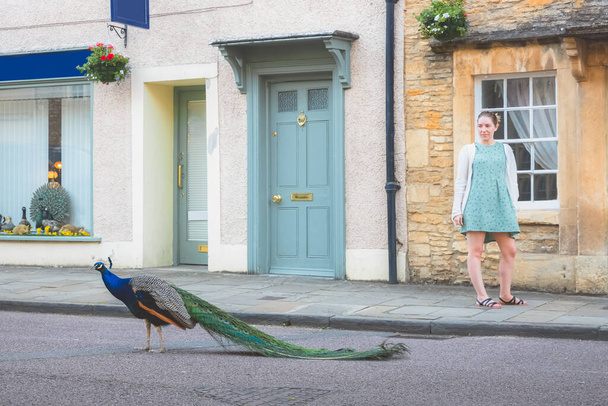 Una joven turista observa a un pavo real macho (Pavo cristatus) vagando por las calles del pintoresco centro histórico de Corsham, Wiltshire, Inglaterra. - Foto, Imagen