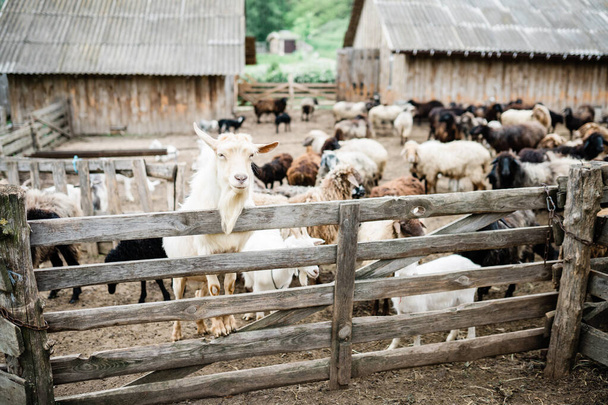 goat on the farm. Life in the countryside - Photo, image