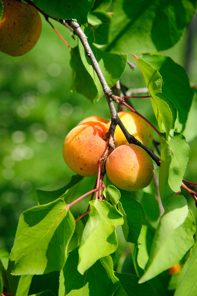 Branch with some ripe Apricots - Photo, Image