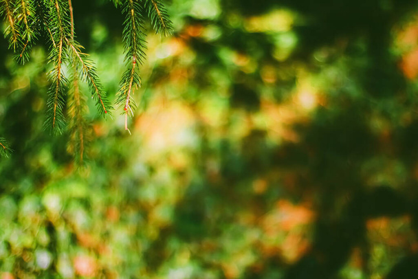 Spruce ağacı dalları soyut doğa arka plan ve doğal çevre olarak - Fotoğraf, Görsel