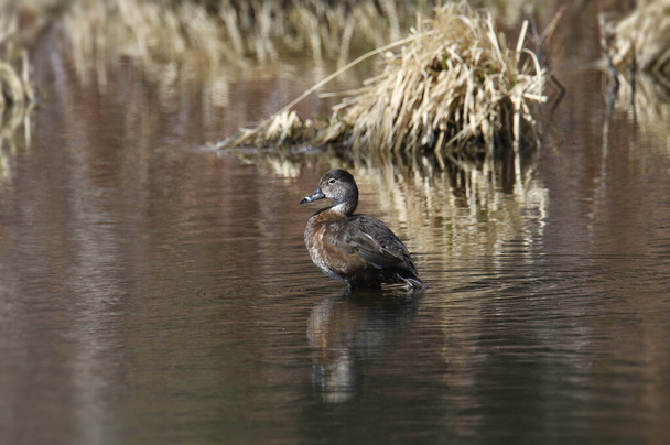 Ring-necked Duck (female) (aythya collaris) - Photo, Image