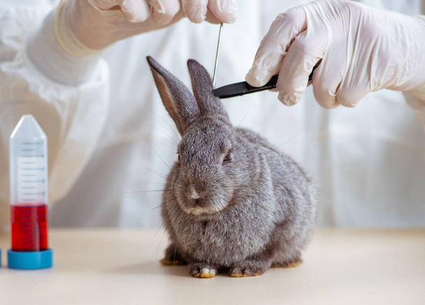 Eläinlääkäri tutkii kania klinikallaan. - Valokuva, kuva