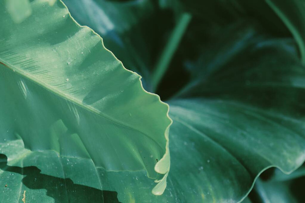 Belo de folhas tropicais verdes planta fundo ou textura - Foto, Imagem