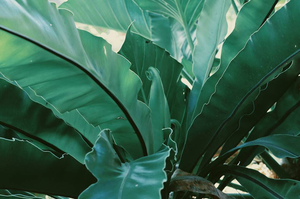 Yeşil tropikal yaprakların güzelliği bitki arka planı veya dokusu - Fotoğraf, Görsel