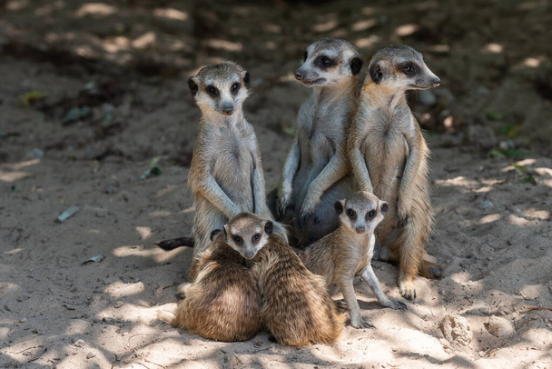 Una familia de suricatas se esconde del sol a la sombra de un árbol en un día caluroso - Foto, imagen