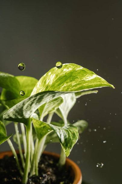 Drops drip on the leaves of domestic plants. - Foto, imagen