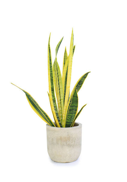 Dracaena trifasciata (Sansevieria laurentii ou Snake Plant) em vaso de cimento de alto detalhe contra fundo branco. Planta purificadora de ar. Imagem com caminho Clipping - Foto, Imagem