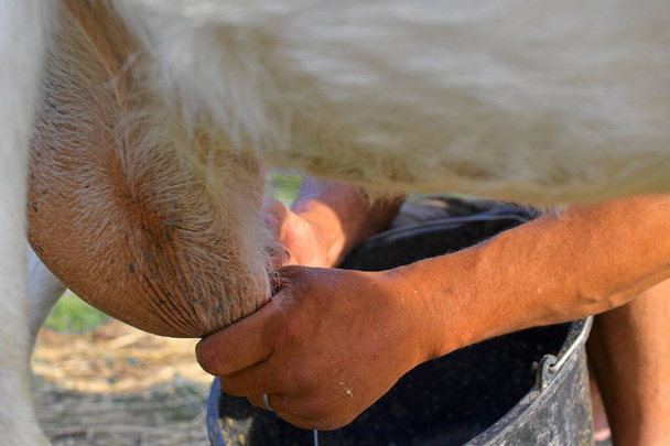 Primer plano de un granjero ordeñando una cabra en una granja lechera - Foto, imagen