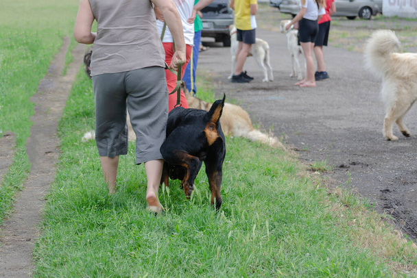 Группа людей гуляет со своими домашними животными в парке для собак. На зеленой траве играют собаки разных пород и возрастов. Любители собак. Daytime. - Фото, изображение