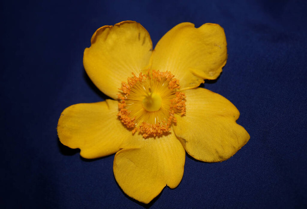 Sárga virág közelről virág háttér botanikai kiváló minőségű nagy méretű nyomtatás - Fotó, kép