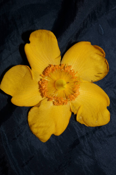 Gele bloem close-up bloesem achtergrond botanische hoge kwaliteit grote maat print - Foto, afbeelding
