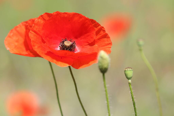 Beautiful red poppy flowers growing in the field. Lots of red poppy. - Photo, Image