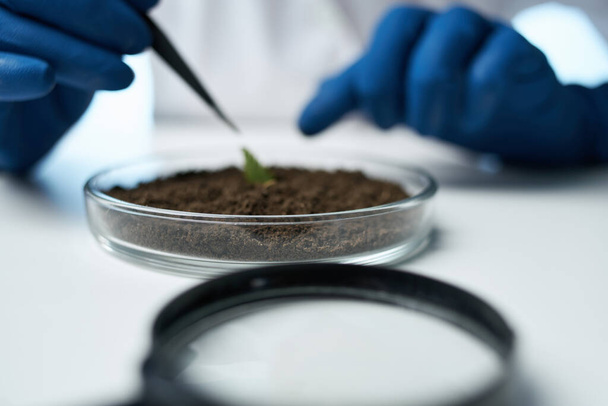 laboratorio ricerca piante microbiologia scienza - Foto, immagini