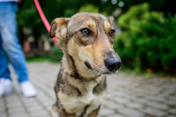 Portret bezdomnego psa na dworze. Pies kundel - Zdjęcie, obraz