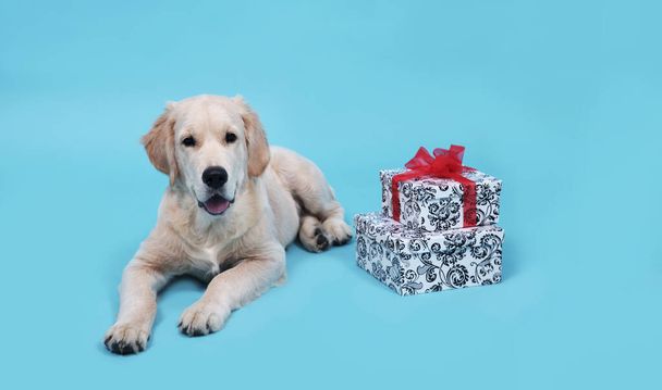 A puppy of Golden Retriever lies on a blue background and looks at the camera - Fotoğraf, Görsel