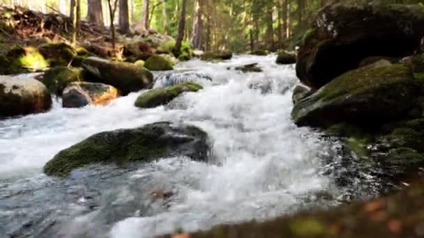 Небольшая лесная река течет по покрытым мхом камням - Кадры, видео