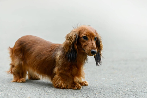 brown long-haired dachshund on the street - Fotoğraf, Görsel