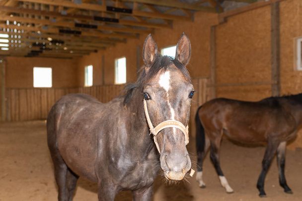 Portret dwóch młodych brązowych koni w drewnianej stajni, naturalne światło.Close-up.Dwa brązowe konie rodzime w pomieszczeniach. - Zdjęcie, obraz