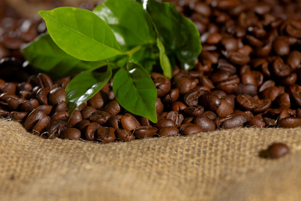 Coffee bean and green leaves - Foto, Bild