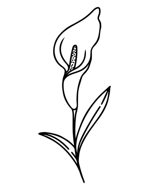 Single calla flower, hand drawing vector illustration. Delicate houseplant, black outline. Minimalistic botanical element. - ベクター画像