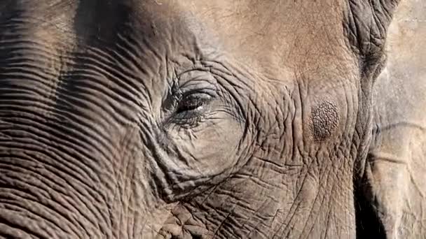 A close up of a baby elephant that is looking at the camera - Footage, Video