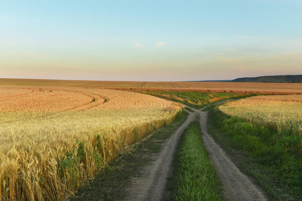 Dirt road among fields of ripe yellow wheat.  - Фото, зображення