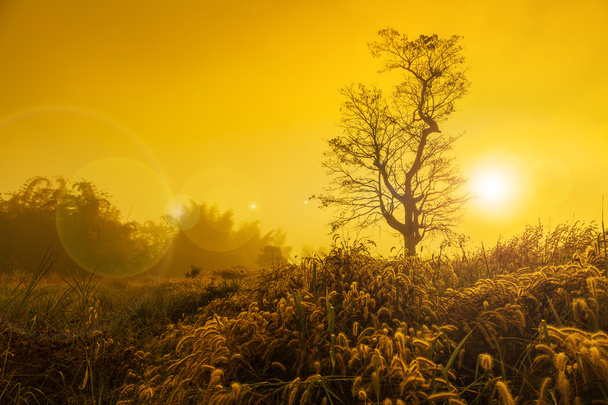 Belle image de paysage avec silhouette d'arbres au coucher du soleil
 - Photo, image