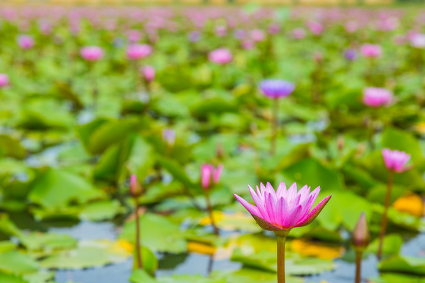Schoonheid roze lotusbloem - Foto, afbeelding