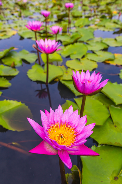 Beauty pink lotus flower - Фото, изображение
