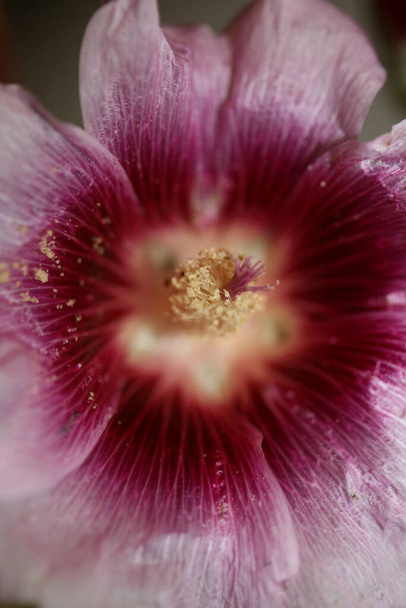 Flor púrpura flor silvestre primer plano fondo alcea rosea familia malvaceae impresión de gran tamaño de alta calidad - Foto, imagen