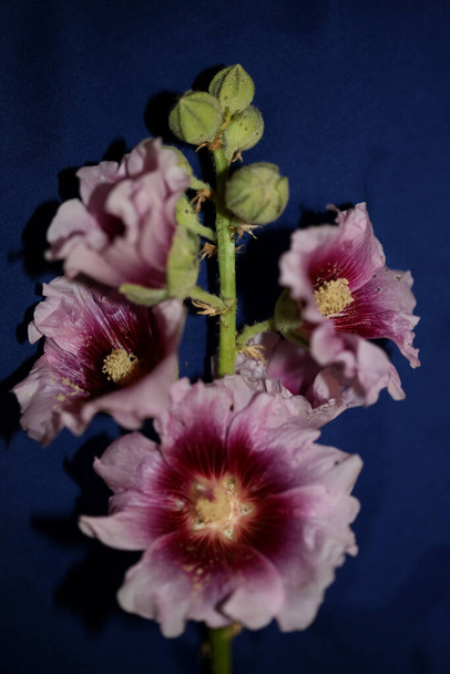 Μοβ άνθος αγριολούλουδου close up background alcea rosea family malvaceae υψηλής ποιότητας εκτυπώσεις μεγάλου μεγέθους - Φωτογραφία, εικόνα