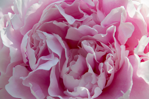 abstrait rose et blanc macro motif floral fond - Photo, image