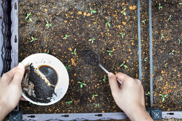 Pohled shora na kávová zrna přidávaná do rostliny dětské zeleniny jako přírodní organické hnojivo bohaté na dusík pro růst - Fotografie, Obrázek