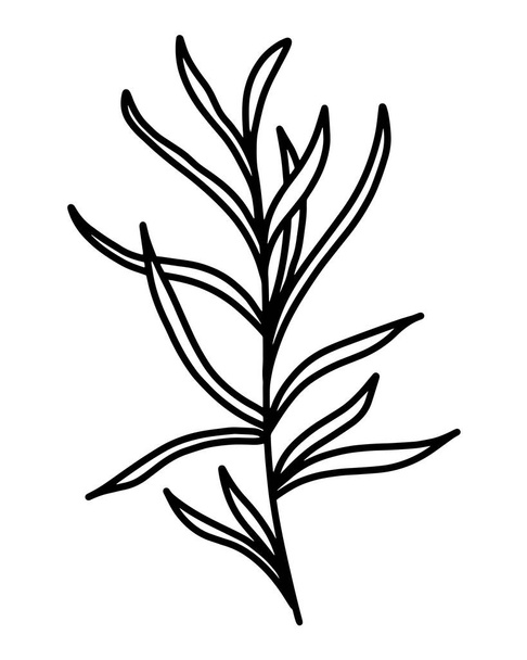 Multifoliate grass, vector illustration. Branch with elongated leaves. Botanical element, line art. Simple outline, hand drawing. - Vektor, kép
